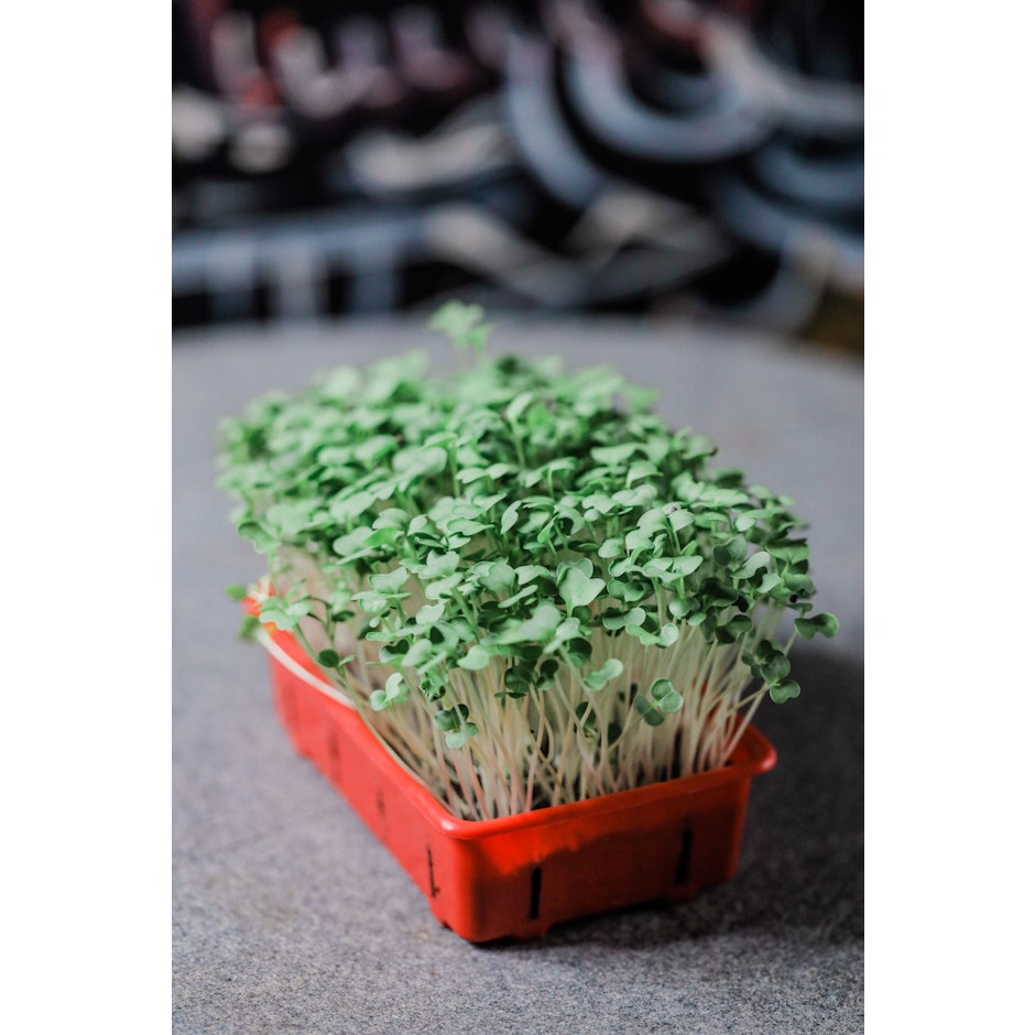 Solana Greens Kids Microgreens Grow Kit V2 translation missing: en-PH.activerecord.decorators.item_part_image/alt