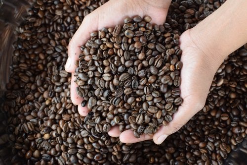 Go for Robusta Beans to Get a Sip of Stronger and More Bitter Flavor