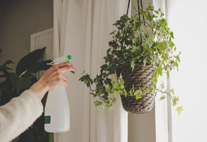 Top 10 Best Indoor Hanging Plants in the Philippines 2020 | mybest