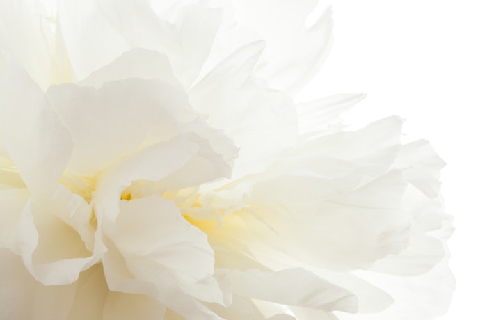 White Peony Root Regulates Lipid Metabolism and Liver Function