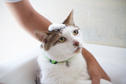 Liquid Shampoos Clean Your Cat’s Fur Thoroughly