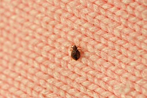 What Are the Signs of a Bed Bug Infestation?