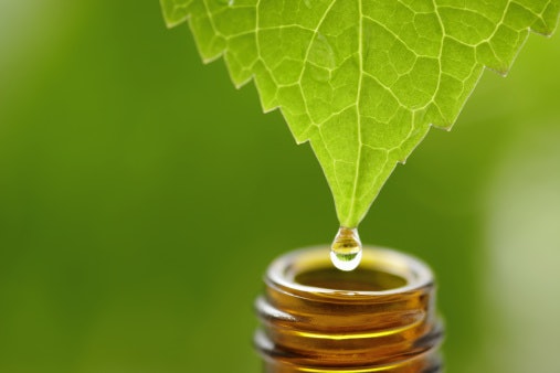 Natural Ingredients Like Neem Tree Oil Can Penetrate Bed Bug Eggs