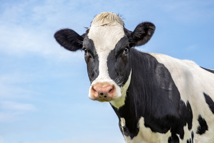 Cow's Milk: Tried, Tested, and Readily Available
