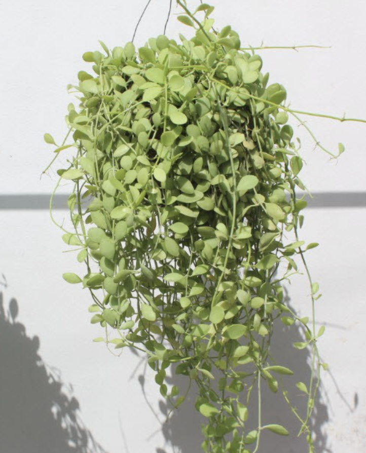 Top 10 Best Indoor Hanging Plants in the Philippines 2020 mybest