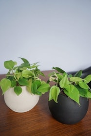 10 Best Bathroom Plants in the Philippines 2022 | Buying Guide Reviewed by Interior Designer 4
