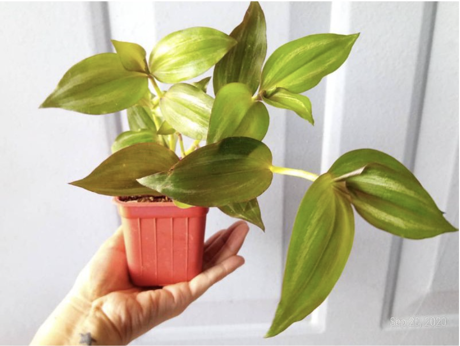 10 Best Indoor Hanging Plants in the Philippines 2022 mybest