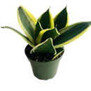 10 Best Desk Plants in the Philippines 2022 | Snake Plant, ZZ Plant, and More